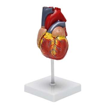 1: 1 Az Emberi Szív Modell, Anatómiailag Pontos Szív Modell Élet Méret Emberi Csontváz Anatómia Tanteremben Tanulmány Kijelző T