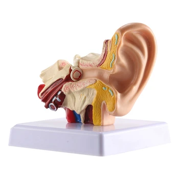 1,5 X Emberi Fül Anatómiai Modell - Professzionális Asztal Belső Fül Szerkezete A Szimulációs Modell Oktatás
